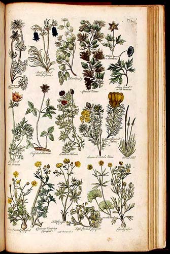 British Herbal 1756 hand coloured plate