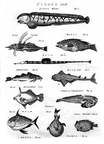 Chambers's Cyclopaedia 1778